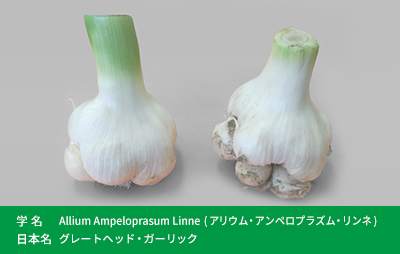学名：Allium Ampeloprasum Linne(アリウム・アンペロプラズム・リンネ)