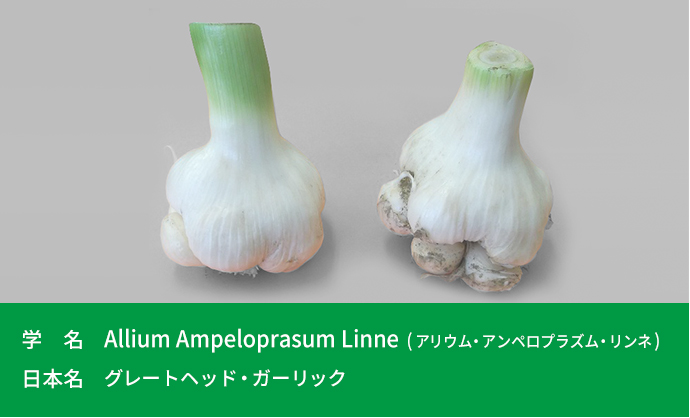 学名：Allium Ampeloprasum Linne(アリウム・アンペロプラズム・リンネ)